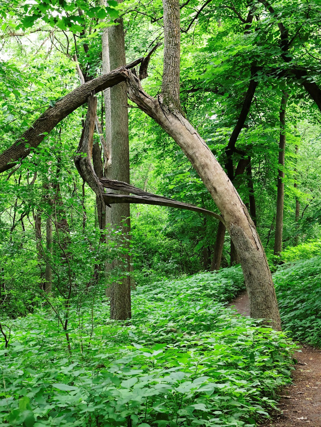 twisted path in woods